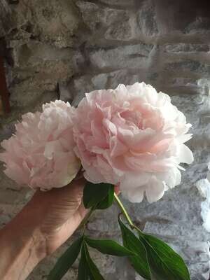 Organic Enfleurage of Peony, Lightly Fragrant Moisturizer for Skin and Hair Pomade Solid Exquisite Floral Butter