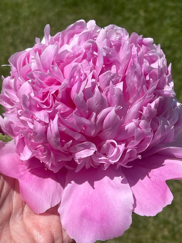 Organic Peony Perfume Oil, Made with Organic Peony Enfleurage, Natural Peony Perfume blended with organic ingredients, Sample Size 1 ml vial