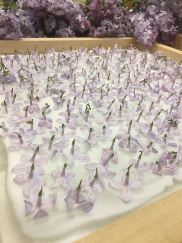 Enfleurage Kit, for DIY Traditional Flower Extraction, Hand Made at the Farm