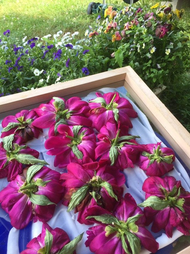 Enfleurage Chassis Authentic Classic Vintage Glass Frames for Enfleurage Made in Upstate NY, set of 2,  stacking, for medium size flowers