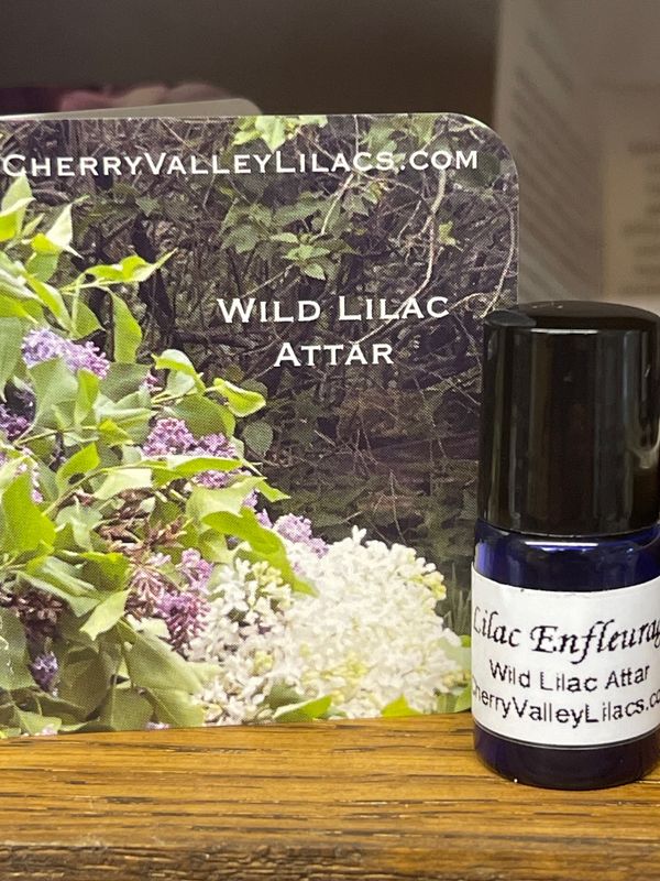 Wild Lilac Attar, Sample Size, Enfleurage Lilac Oil Absolute, organically grown and extracted on a base of organic Australian Sandalwood 2ml