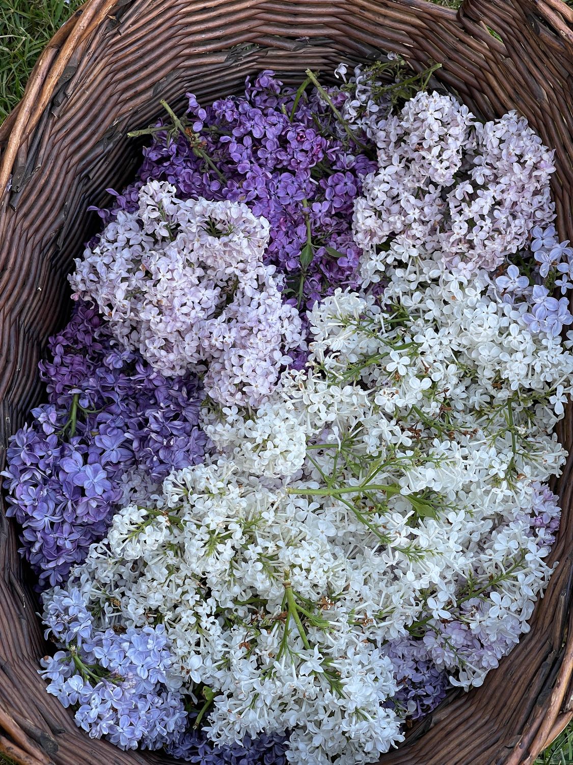 Organic Lilac Enfleurage, Pomade, Lightly Fragrant Facial Creme, Lux Moisturizer, Repair and Restore, rejuvenating lilac flowers healing balm, SAMPLE, 7.5ml