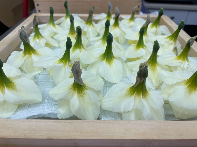 Organic Sustainably Grown Enfleurage "Corpse" Botanical Butter Palm Oil, No Scent of its own, for use in Enfleurage Chassis, raw material