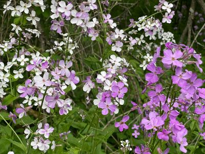Weeds Perfume Solid …pulling up fragrant invasive plants and making perfume, natural perfume solid from weeds, organic and wild source