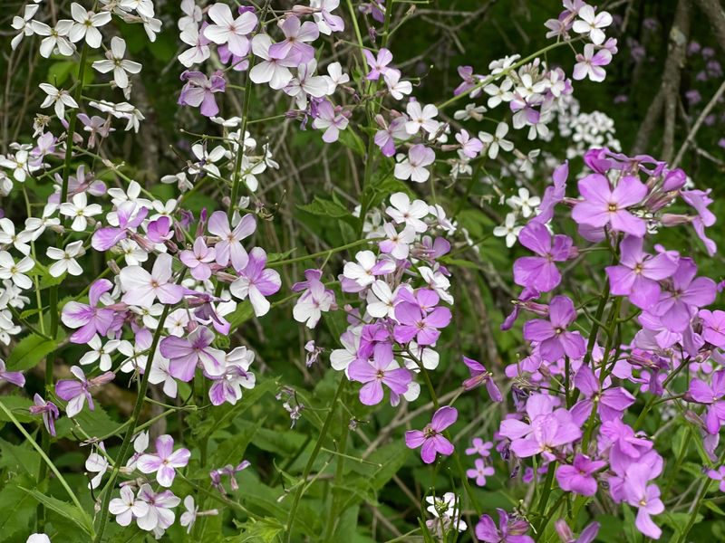 Weeds Perfume Oil, pulling up fragrant invasive plants and making perfume oil, natural perfume from weeds organic and wild source