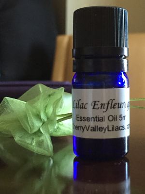 Lilac Blossom Absolute Essential Oil, Rare Authentic Lilac Oil Extracted via the Ancient Tradition, Enfleurage, and Cold Distillation