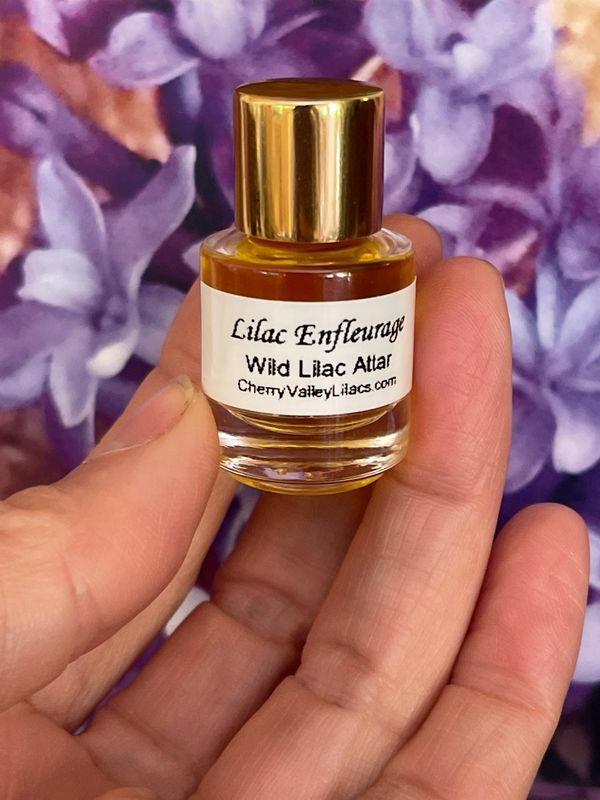 Wild Lilac Attar 5ml, Enfleurage Lilac Oil Absolute, organically grown and extracted on a base of organic Australian Sandalwood