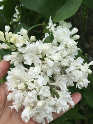 White Lilac Oud, 1 ml Sample Vial