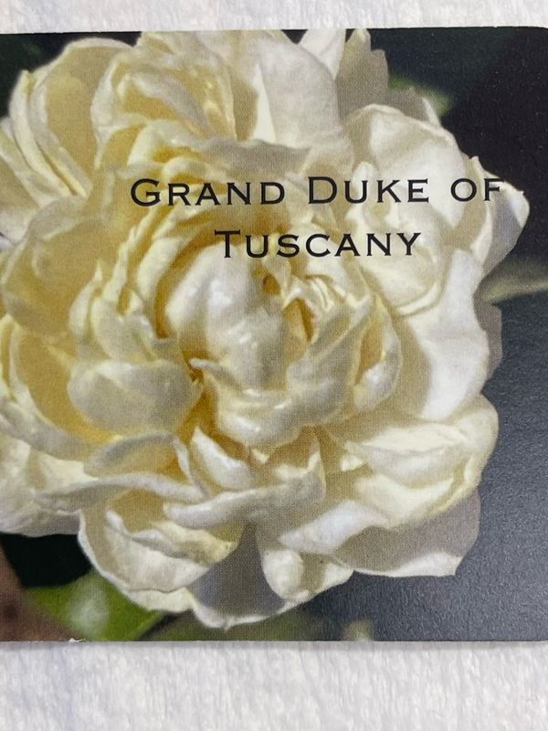 Organic Jasmine Pomade, A Sensuous Sambac, Grand Duke Jasmine Aromatherapy Balm In A Base Of Organic Shea Butter