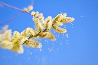 Allergy Medicine