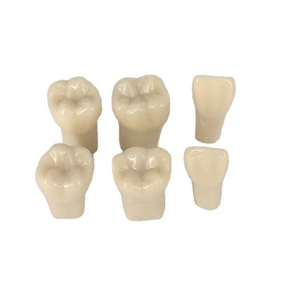 dientes para Typodonto