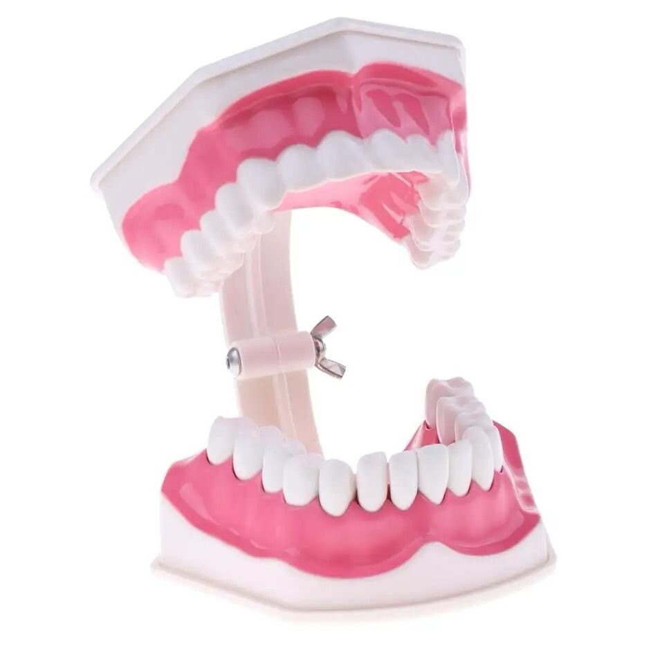 Modelo de dientes de boca humana en aumento