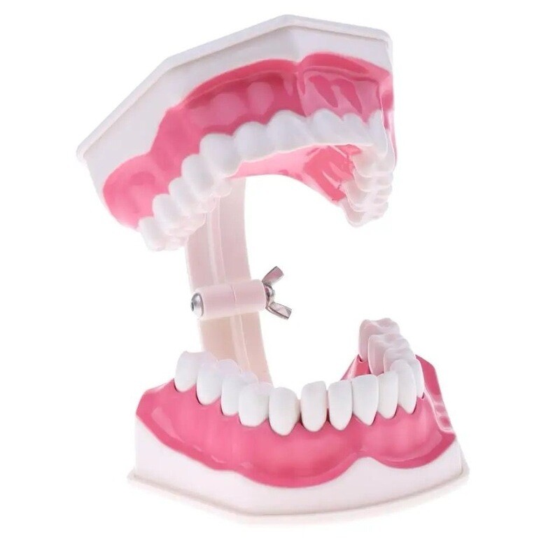Modelo de dientes de boca humana en aumento