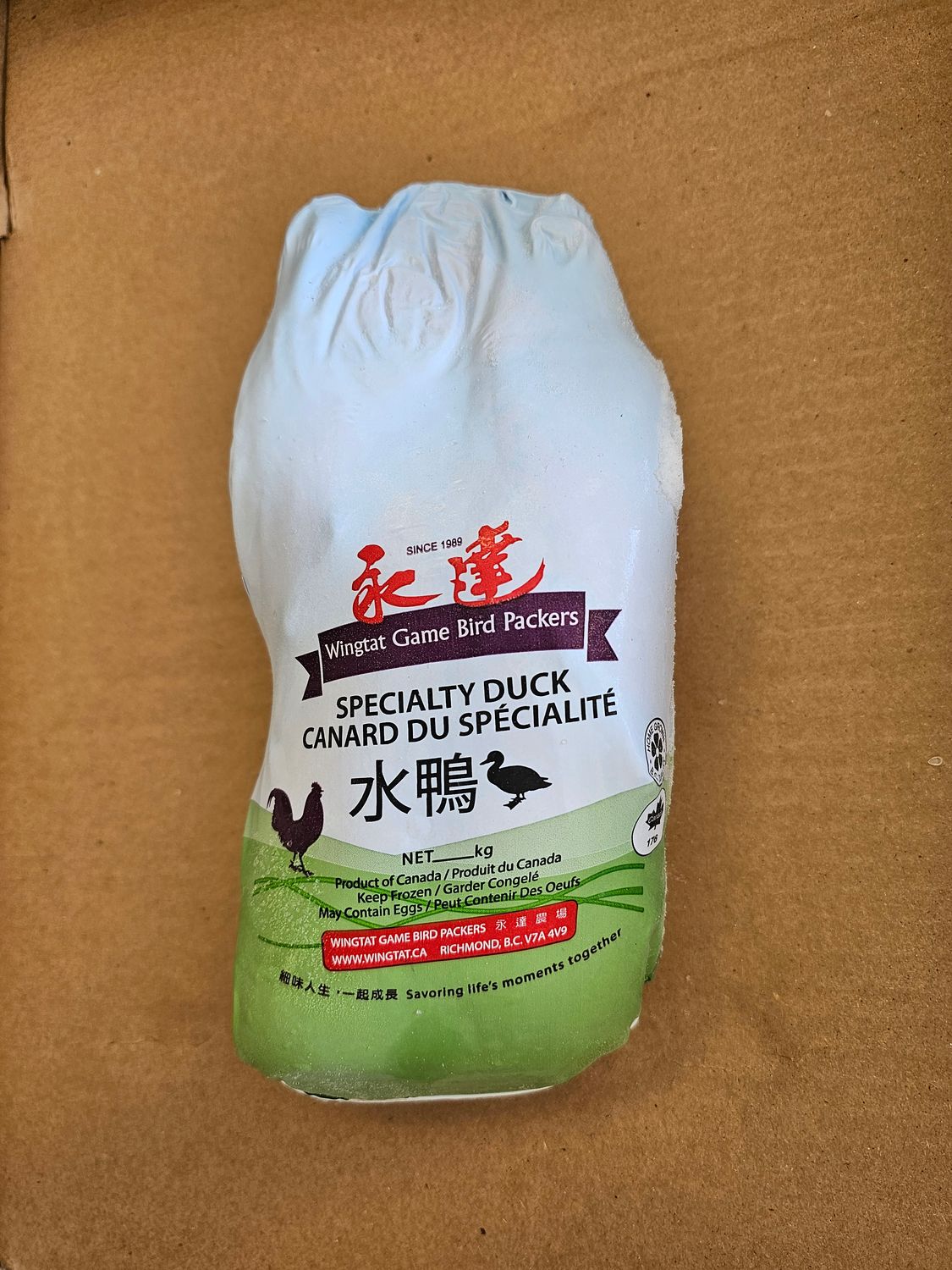 Mallard Duck 水鴨