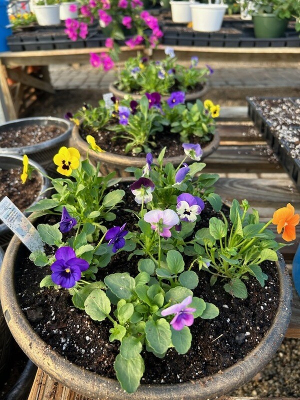 Pansies, 3 PACK