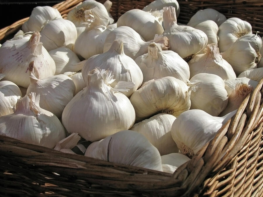 Garlic