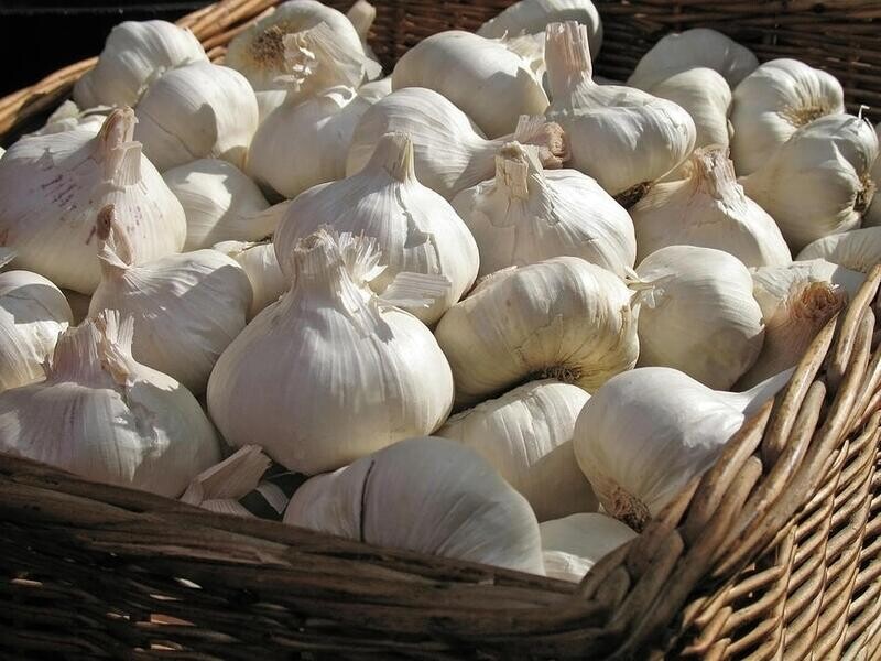 Garlic