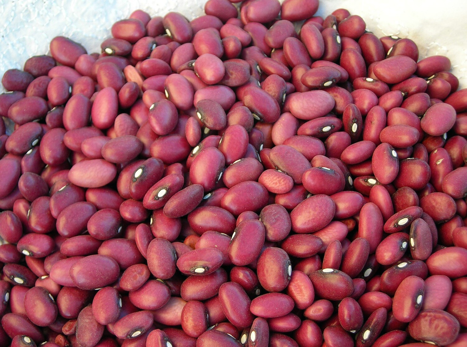 Beans (Bush Beans)