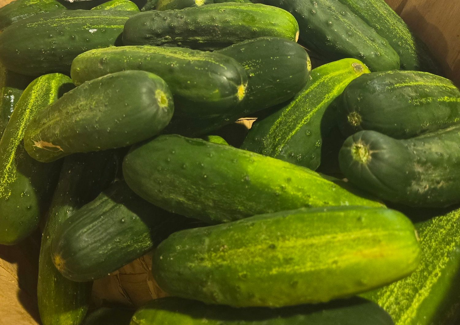 Pickling Cucumbers (Half Bushel)