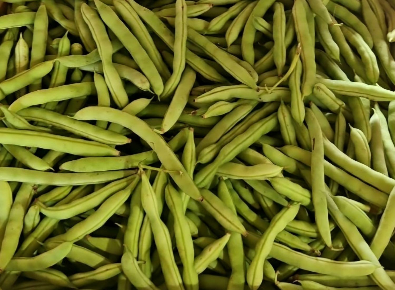 Beans (Half Runner) BUSHEL
