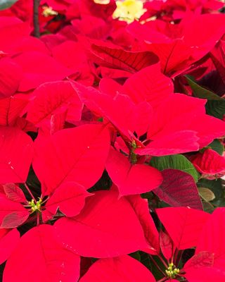 Poinsettia (6.5" POT)