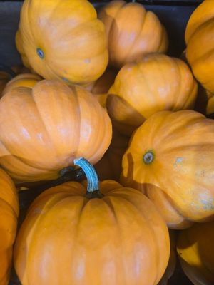 Mums &amp; Pumpkins