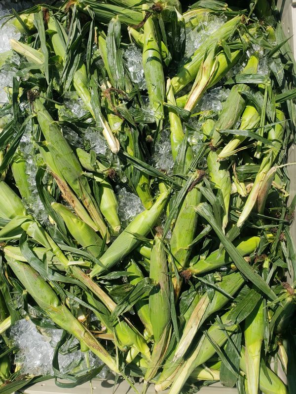 Corn Dozen