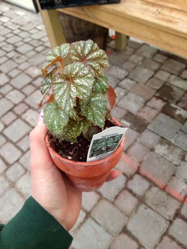 Gryphon begonia houseplant