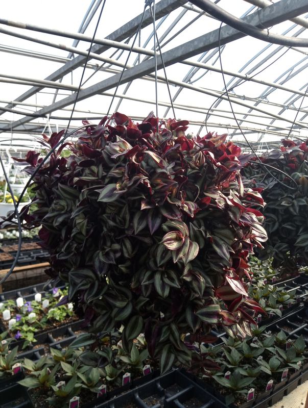 Tradescantia Zebrina Hanging Basket