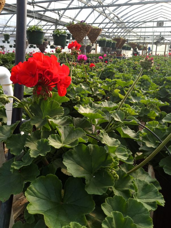 Gernium (Patriot Bright Red)