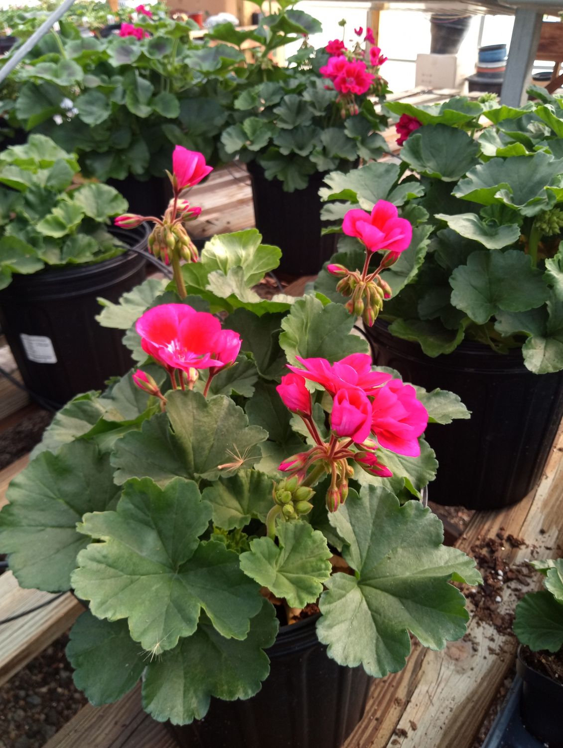 Geranium (Savannah Merlot)