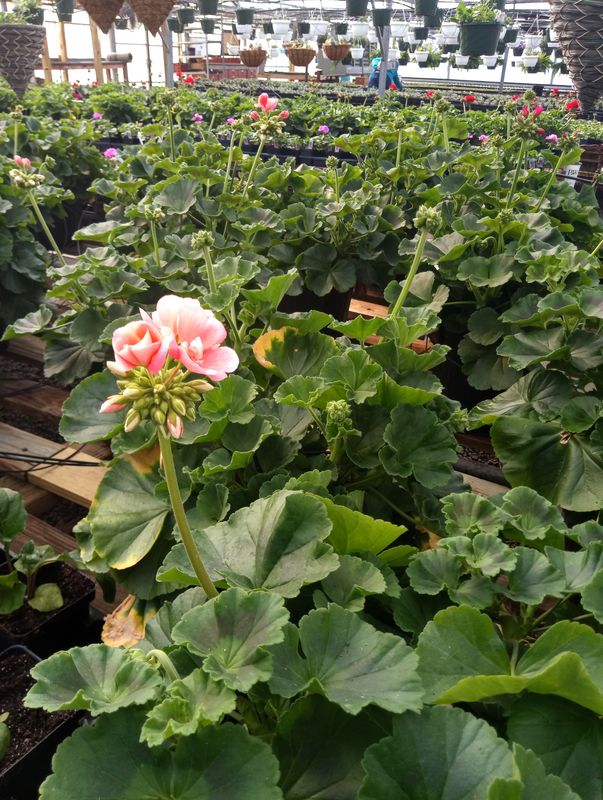 Geranium (Patriot Salmon)