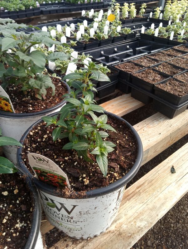 Proven Winner Vermillionaire Firecracker