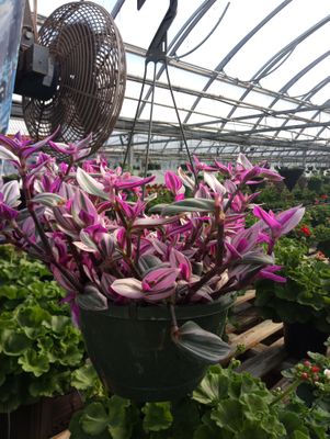 Pink Wandering Jew Hanging Basket