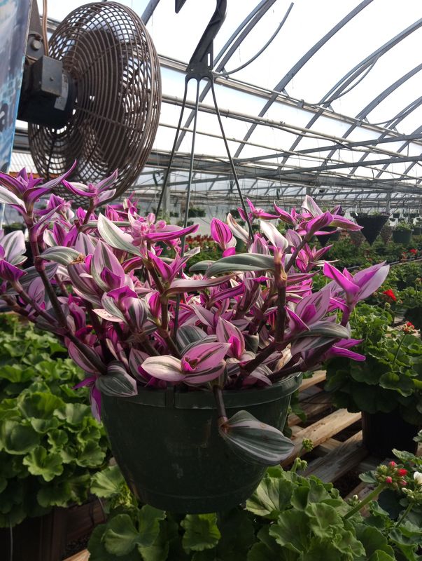Pink Wandering Jew Hanging Basket