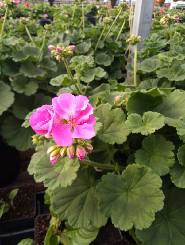 Geranium (Patriot Lavender Blue)
