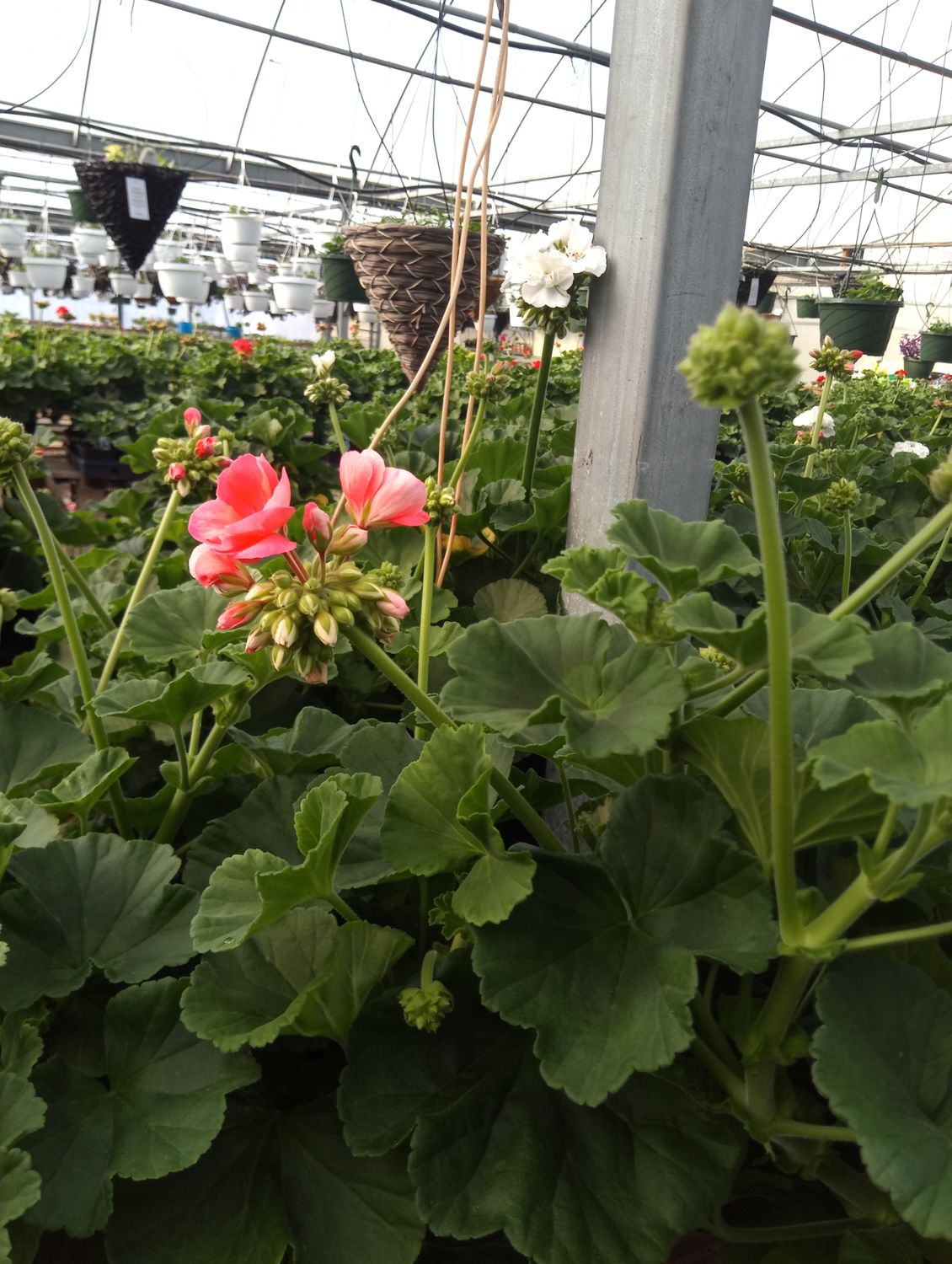 Geranium (Patriot Evening Glow)