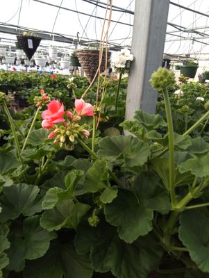 Geranium (Patriot Evening Glow)