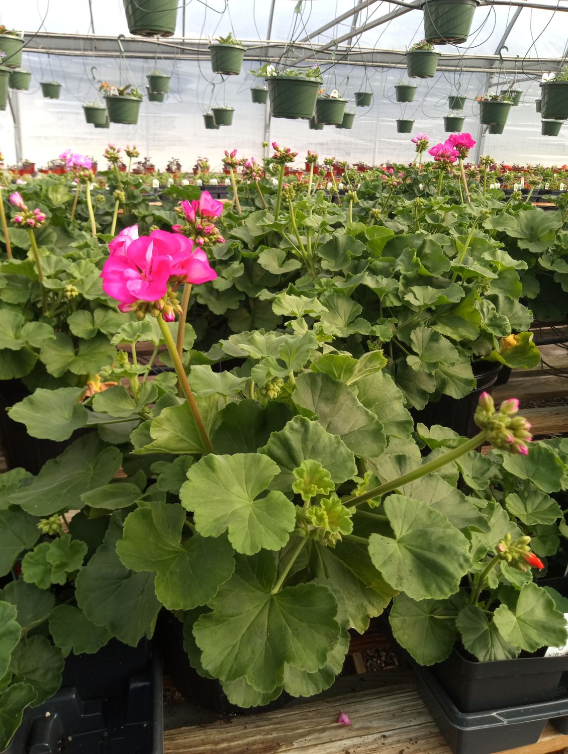 Geranium (Patriot Rose Pink)