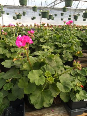 Geranium (Patriot Rose Pink)