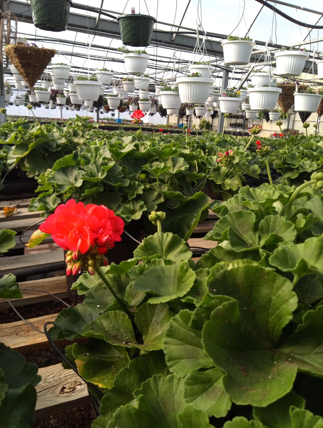 Geranium (Patriot Watermelon)