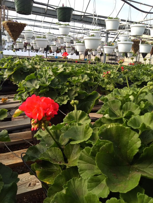 Geranium (Patriot Watermelon)