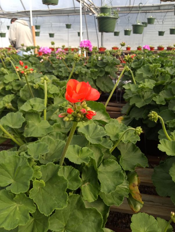 Geranium (Patriot Orange)