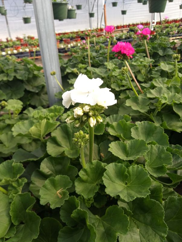 Geranium (Patriot White)