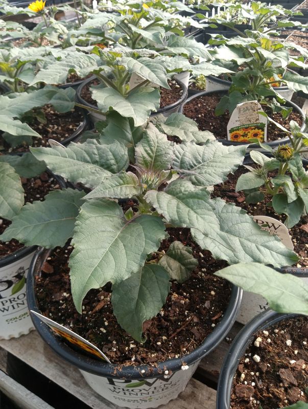 Proven Winner Suncredible Saturn Sunflower 