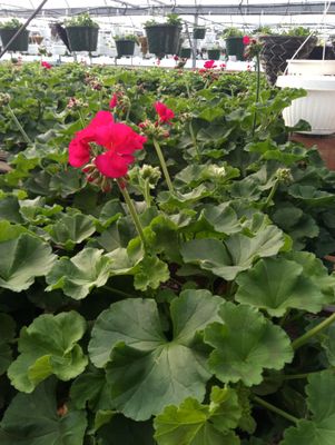 Geranium (Patriot Bright Violet)