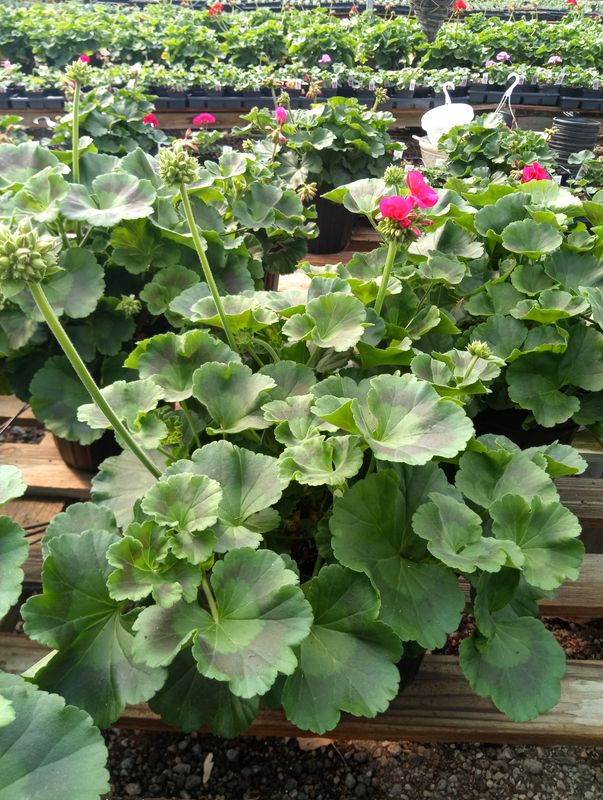 Geranium (Patriot Cherry Rose)