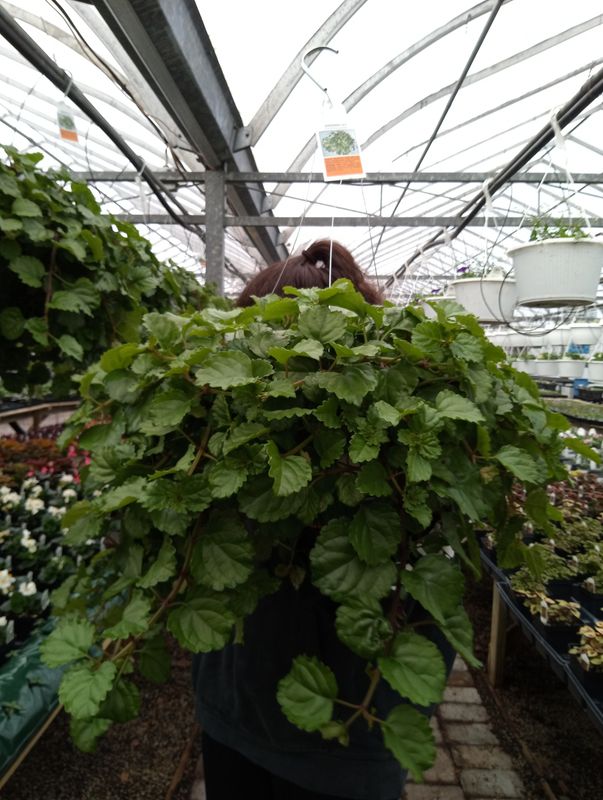 Swedish Ivy House Plant