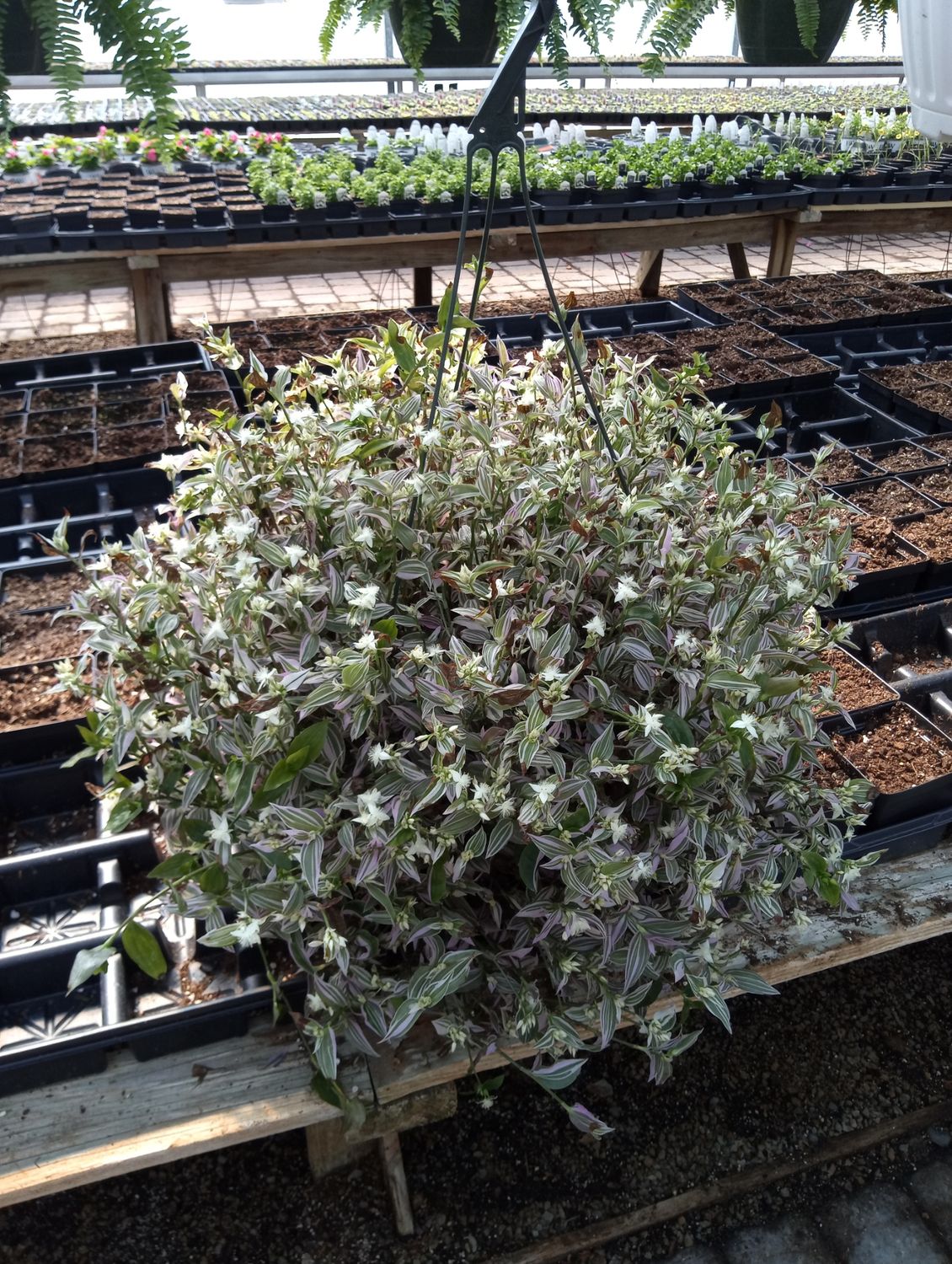 Bridal Veil Variegated House Plant 