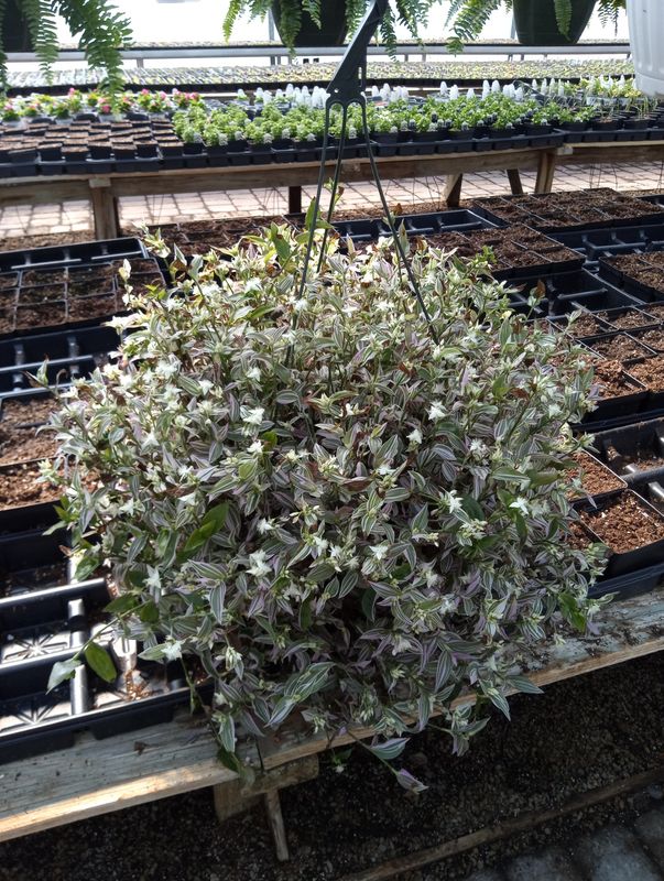 Bridal Veil Variegated House Plant 